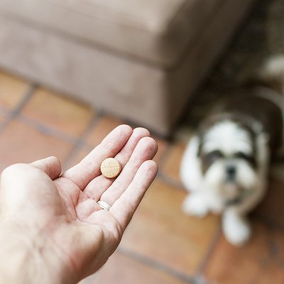 Atenção! Os perigos do uso indiscriminado de medicamentos em cães e gatos
