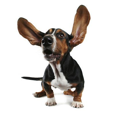Limpeza dos ouvidos dos pets