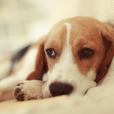 Diarreias em cães e gatos: o que fazer?
