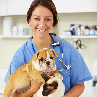 A importância do médico-veterinário