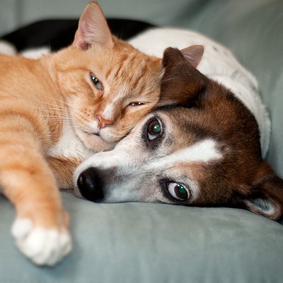 Raiva em cães e gatos: prevenir é a única solução