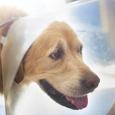 Cicatrização de feridas em cães e gatos