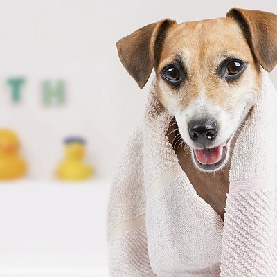 Hora do banho: quais cuidados mais importantes com os pets?