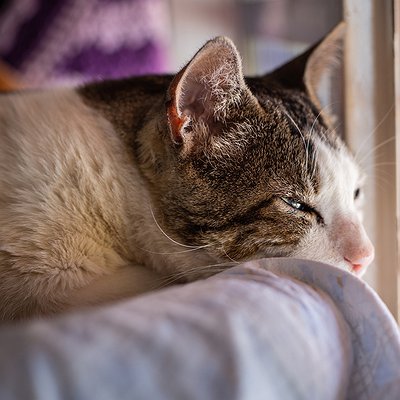 Principais causas de anemia em gatos