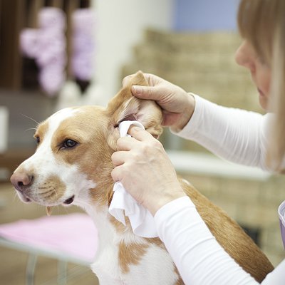 O uso de produtos suaves para limpeza dos ouvidos dos pets