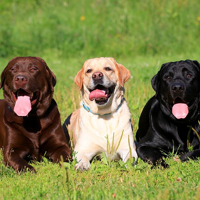 Labrador Retriever: social, amigo e brincalhão