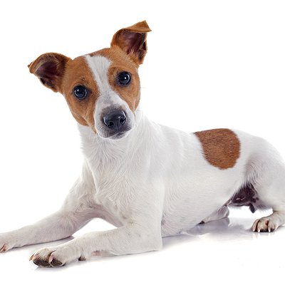 Jack Russell Terrier: personalidade única