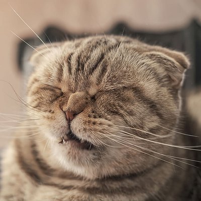 Por que os gatos espirram? O que pode ser?