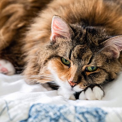 Doença da arranhadura do gato: o que é e como tratar?