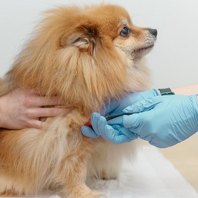 Doação de Sangue de Cães e Gatos: entenda como funciona