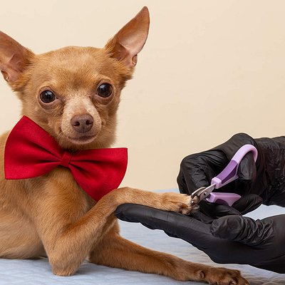 Como cortar unhas de cachorro em casa: Guia passo a passo