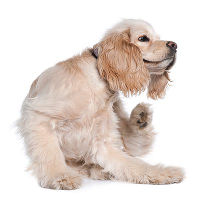 Malasseziose Canina: Conheça esse fungo tão comum dos cães