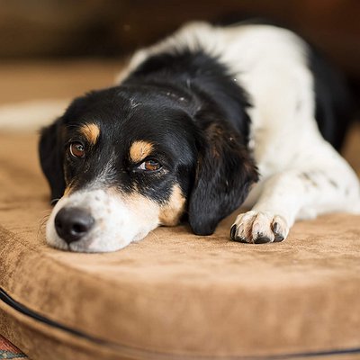 Leishmaniose Canina: os perigos para seu pet