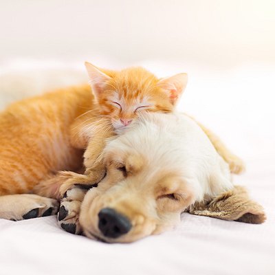 6 dicas infalíveis para aliviar o estresse de cães e gatos