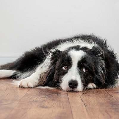 Vermifugação em cães: entenda o que é e como realizar