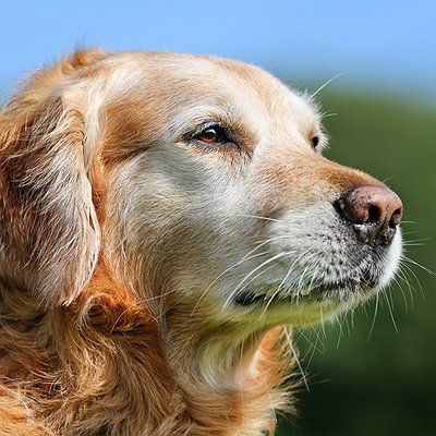 Artrose em cães: o que é, sintomas e tratamento