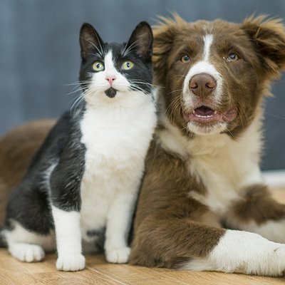 Probióticos para cães e gatos: quando usar?