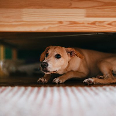 Como acalmar seu cão em noites de fogos de ano novo?
