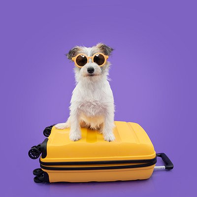 Férias e diversão: Como curtir o tempo com seu pet