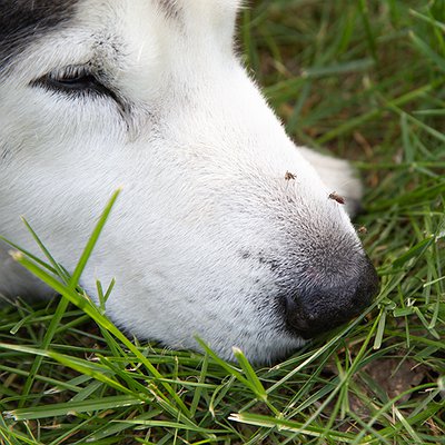 Cachorro pode ter dengue? Saiba mais!