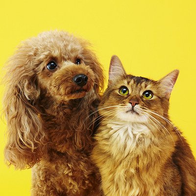 Cães e gatos podem ter autismo?