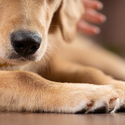 Artrite em pets: Cães e Gatos também sofrem?