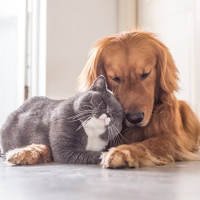 Castração de cães e gatos: cuidados essenciais
