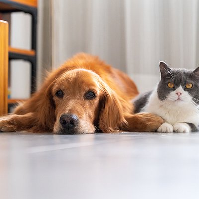 Infecções urinárias em cães e gatos: sintomas e cuidados