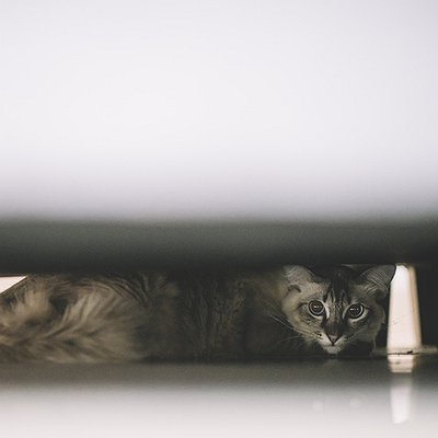 Meu gato sumiu: o que fazer para encontrá-lo mais rápido