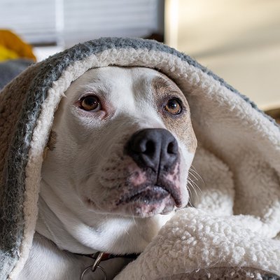 Cães com Medo de Trovão: Dicas de Como Acalmar