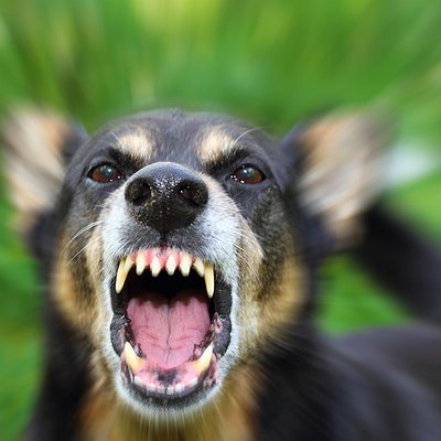 Raiva em cães e gatos: sintomas, transmissão e prevenção