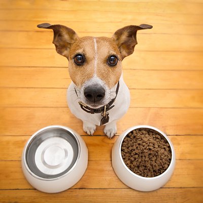 Mudança de ração em cães e gatos: como fazer a transição alimentar sem causar diarreia ou vômitos