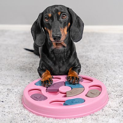 Enriquecimento Ambiental para Cães: Como Ajudar Seu Cachorro a Ficar Mais Tranquilo Quando Está Sozinho