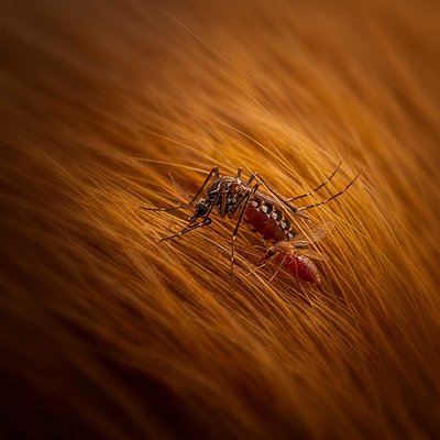 Agosto Verde Claro: como prevenir a leishmaniose em cães