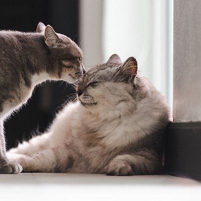 Como socializar gatos: guia para adaptar um novo gato em casa