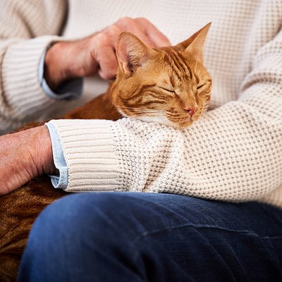 Mudanças de comportamento em cães e gatos podem indicar problemas de saúde?