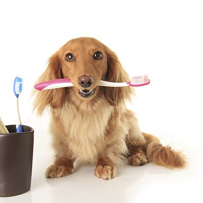 Pets: higiene bucal