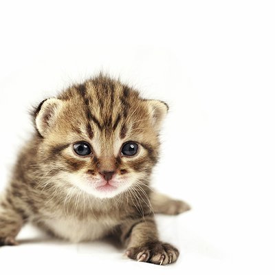 Conheça a Clamidiose Felina: doença comum em gatos jovens