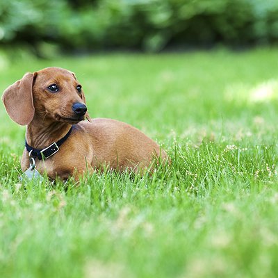 Isosporose canina: saiba mais sobre esses protozoários que causam diarreias nos pets.