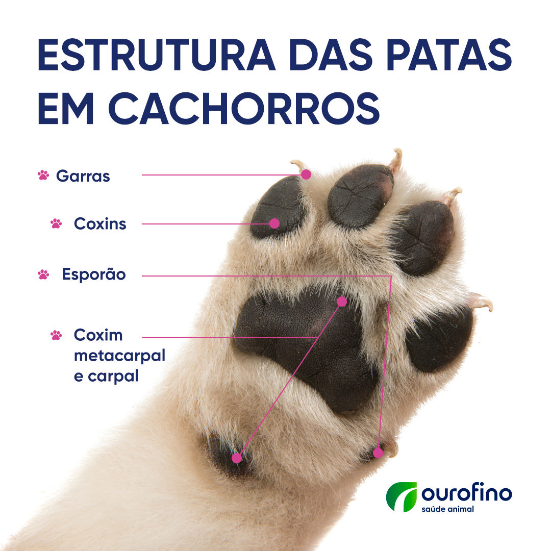 Estrutura das patas em cachorros - Ourofino Pet