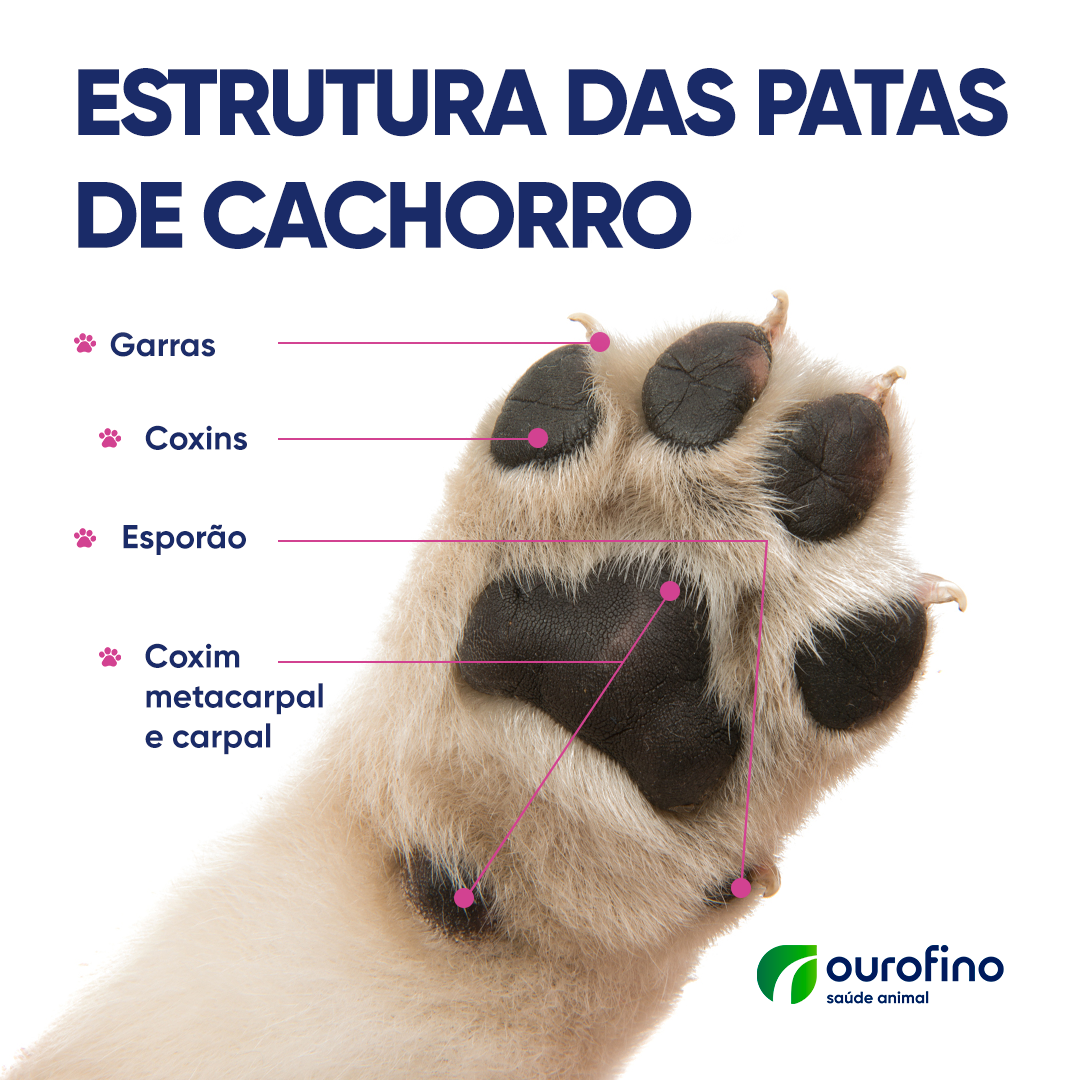 Estrutura das patas em cachorros - Ourofino Pet