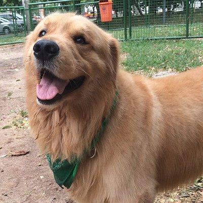 Com calor intenso no Rio, veja cuidados com a saúde dos cães