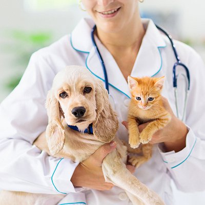 Ourofino promove webinars gratuitos para veterinários do segmento pet
