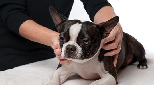 Foto de um cachorro recebendo uma massagem relaxante.