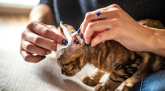 Foto de uma pessoa higienizando o ouvido de um gato.